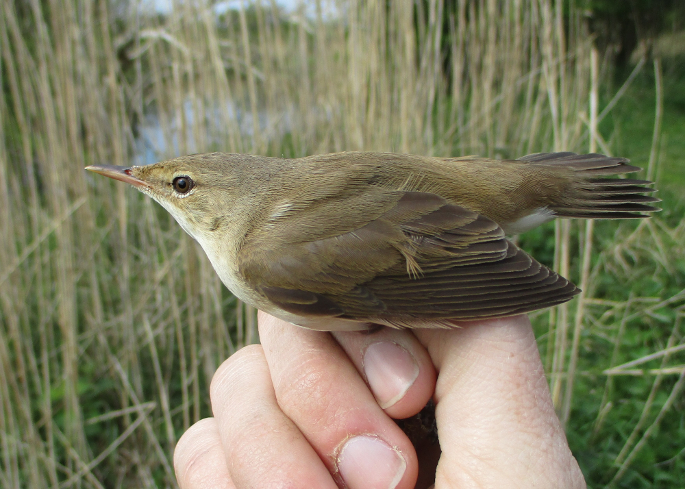 Veel vogels smeren ‘m weer, maar hoe?